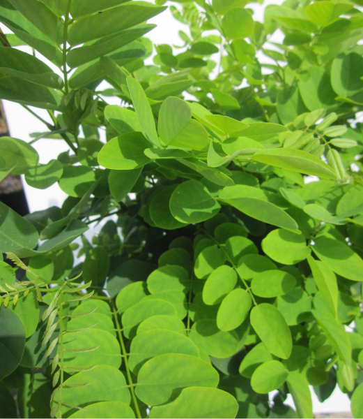 Hochstamm Kugelakazie Umbraculifera 3